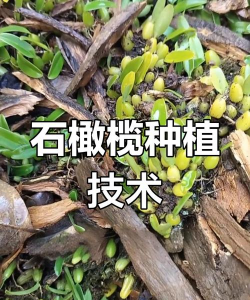 石橄榄怎么种植好看的