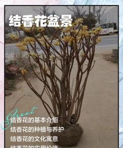 结香花盆景怎么养护