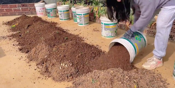 家庭养花用生根粉