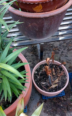 家庭养花用生根粉