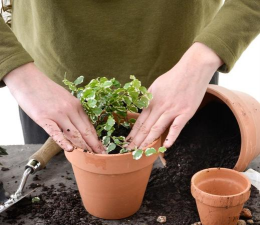 家庭养花用生根粉