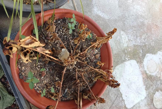 家庭养花用生根粉