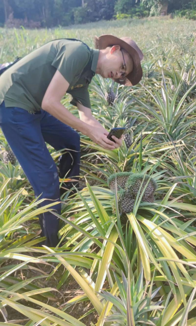 凤梨怎么开花结果
