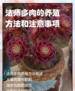 重庆法师多肉怎么养