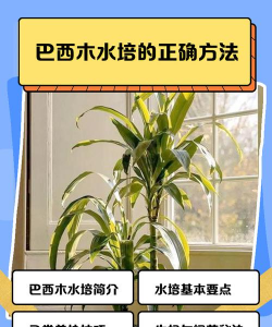 水培西木该怎么养