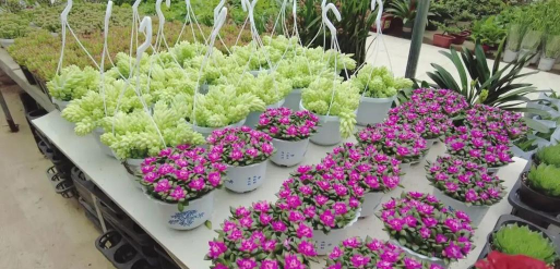 家庭养花用生根粉