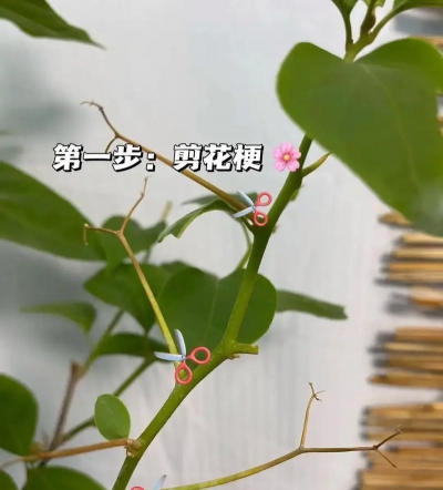 家庭养花用生根粉