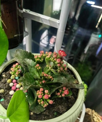 家庭养花用生根粉