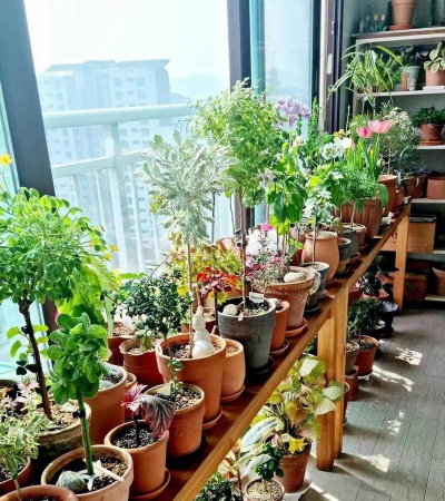 家庭养花用生根粉