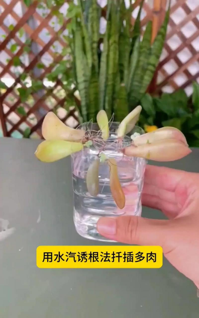 家庭养花用生根粉