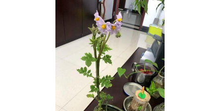 家庭养花用生根粉