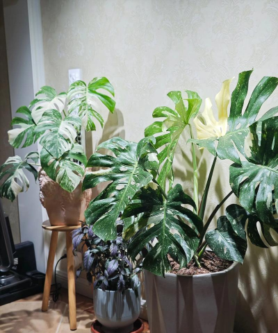 家庭养花用生根粉