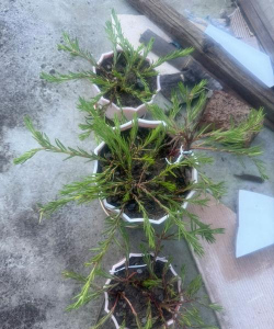 家庭养花用生根粉