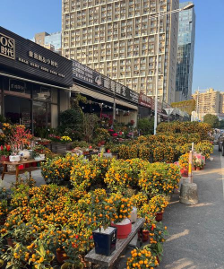 适宜养花的城市