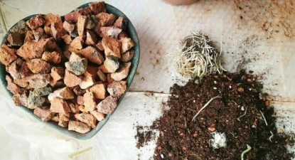 家庭养花用生根粉