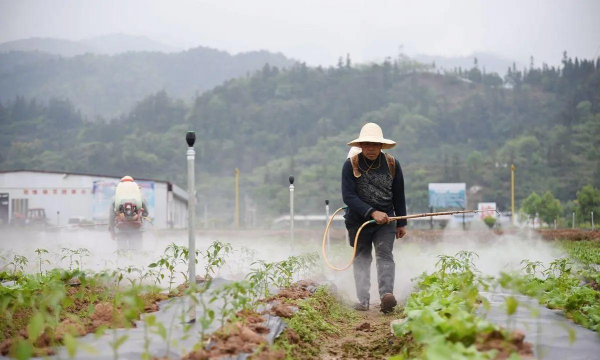 家庭养花用生根粉