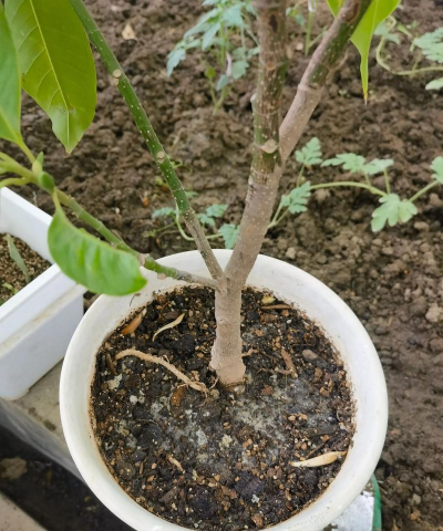 家庭养花用生根粉