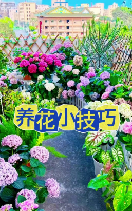 家庭养花用生根粉