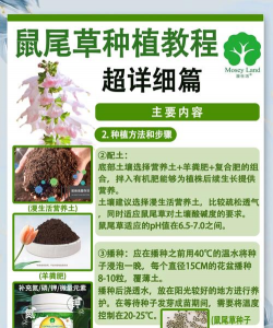 鼠尾草怎么种植