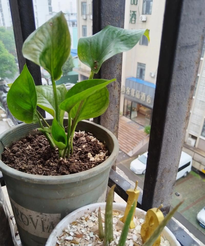 家庭养花用生根粉