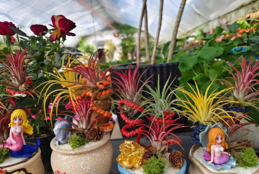 家庭养花用生根粉