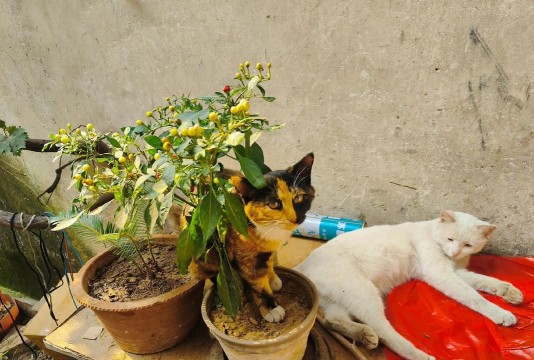 家庭养花用生根粉