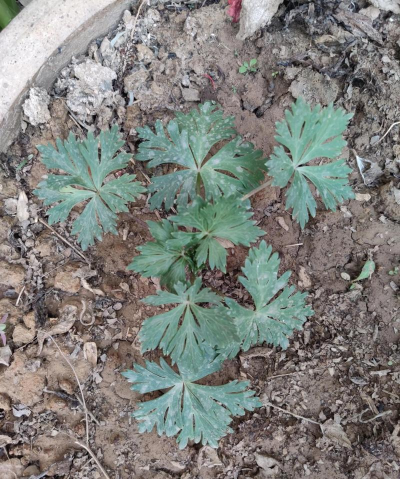 附子植物叫什么