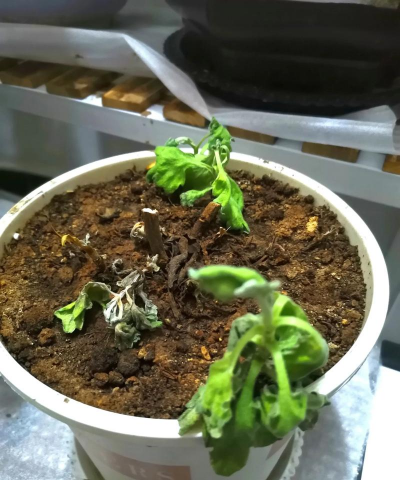 家庭养花用生根粉