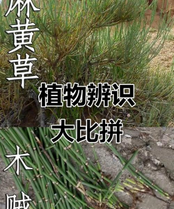 麻黄和木贼怎么区分
