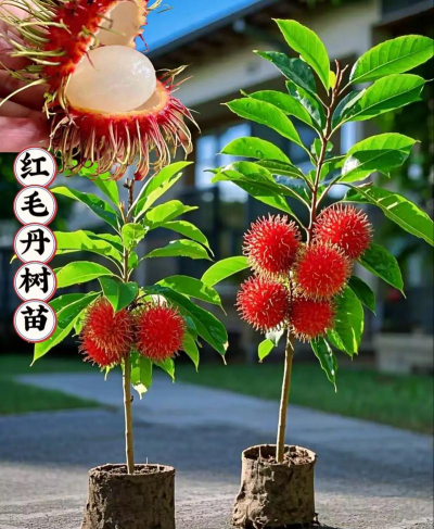 室内怎么种植红毛丹