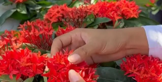 家庭养花用生根粉