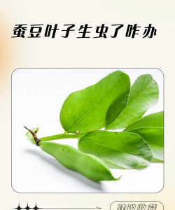 蚕豆叶子开裂怎么办