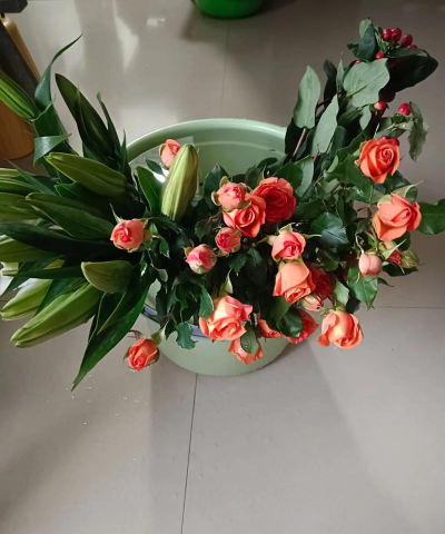 家庭养花用生根粉