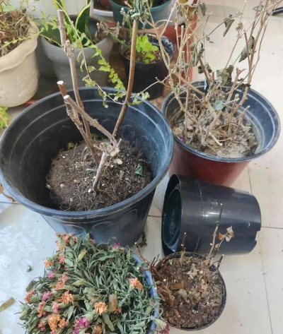 家庭养花用生根粉