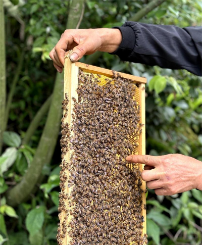 养花有很多马蜂