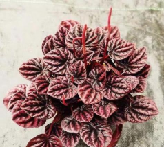 大皱叶草怎么养