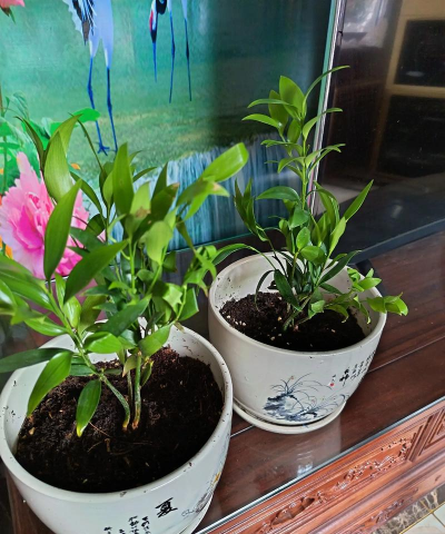 家庭养花用生根粉