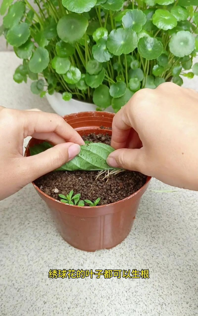 家庭养花用生根粉