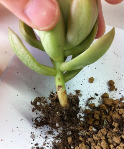 黄丽黑腐怎么办