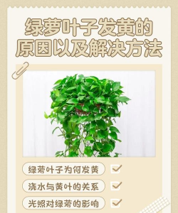 绿萝叶子大黄怎么办