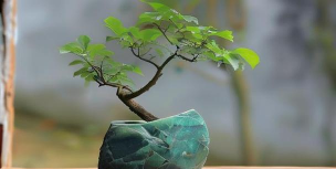 红宝石徒长了怎么办