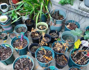 家庭养花用生根粉