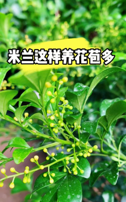 米兰怎么不开花光长叶