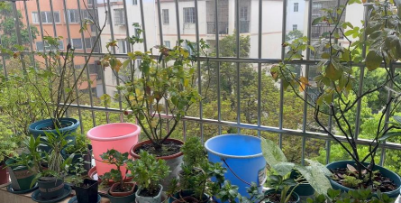 家庭养花用生根粉