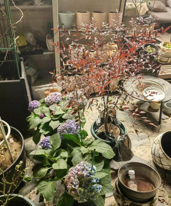 家庭养花用生根粉