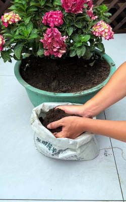 家庭养花用生根粉