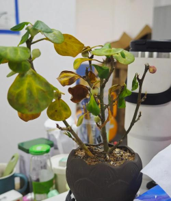 家庭养花用生根粉