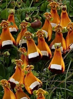 蒲包花长虫怎么办