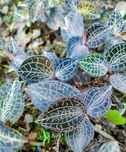 金线莲虫害怎么办