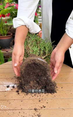 家庭养花用生根粉